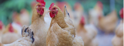 凤起牌扒鸡：三十年匠心传承，正宗德州味的代表品牌